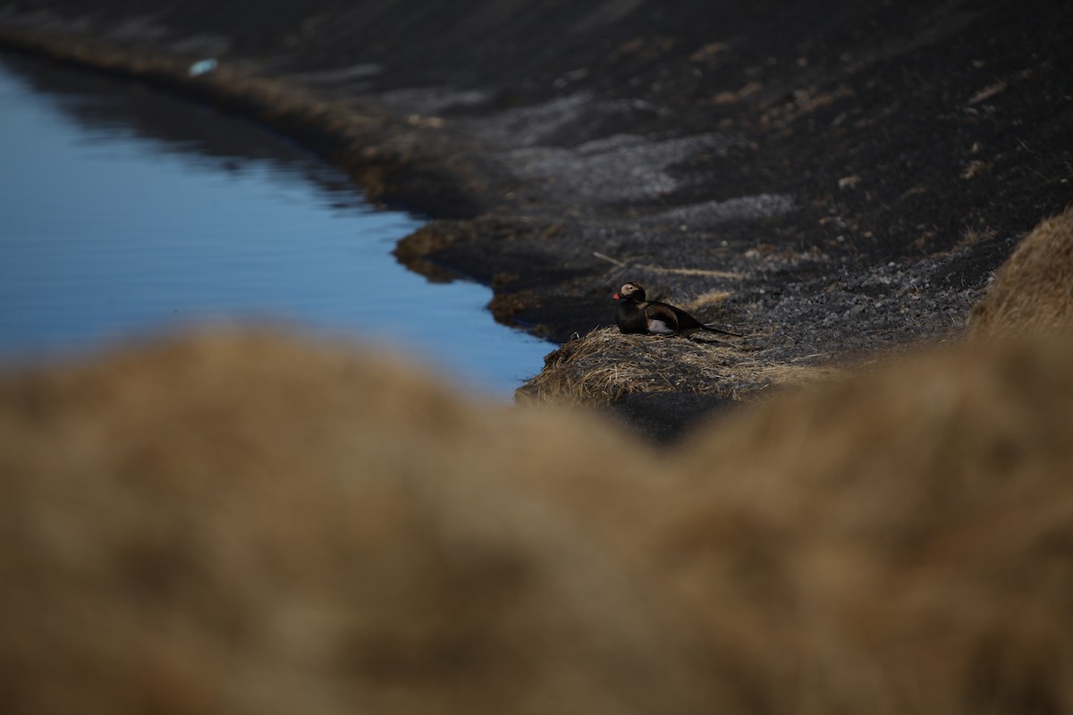 Long-tailed Duck - ML645410820