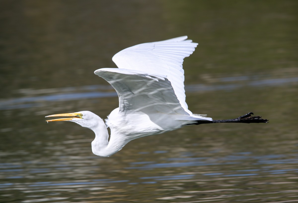 Koartza zuria - ML645410822