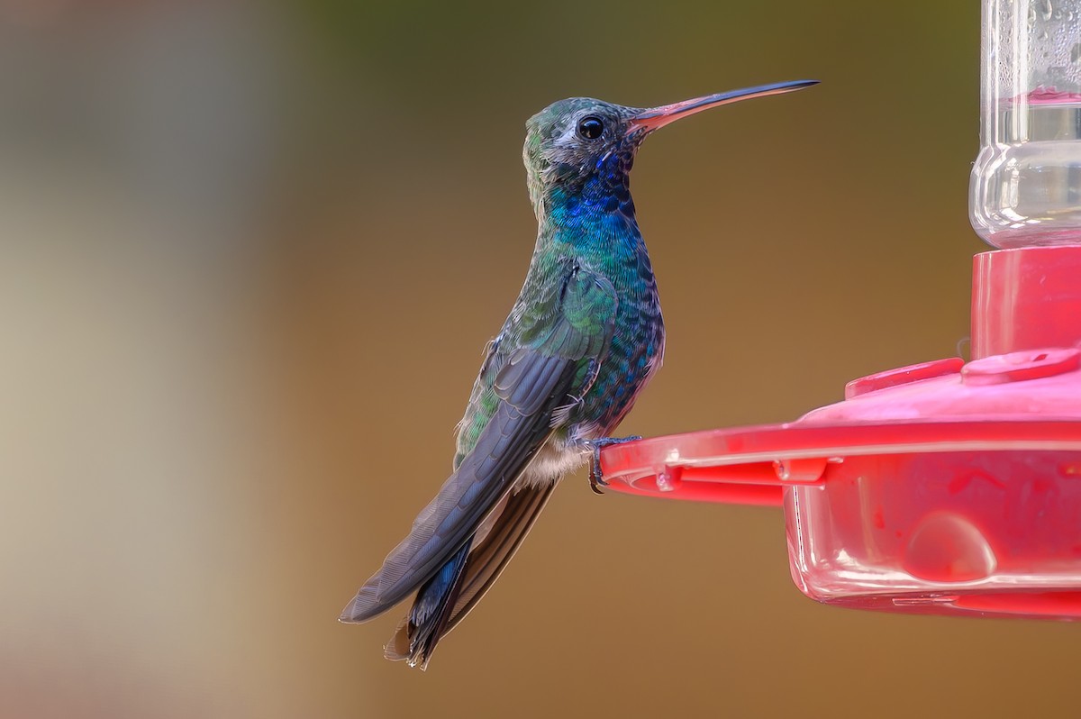 Broad-billed Hummingbird - ML645410824