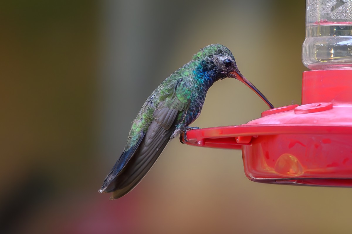 Broad-billed Hummingbird - ML645410831