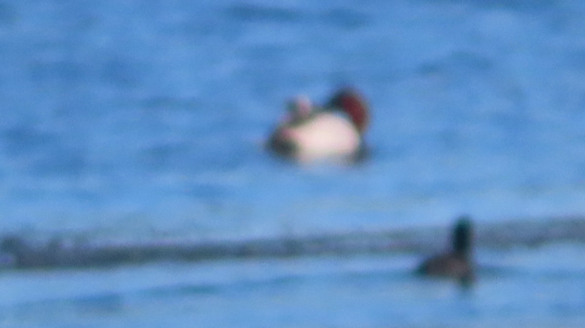 Murgilari bizkarzuria - ML645410839