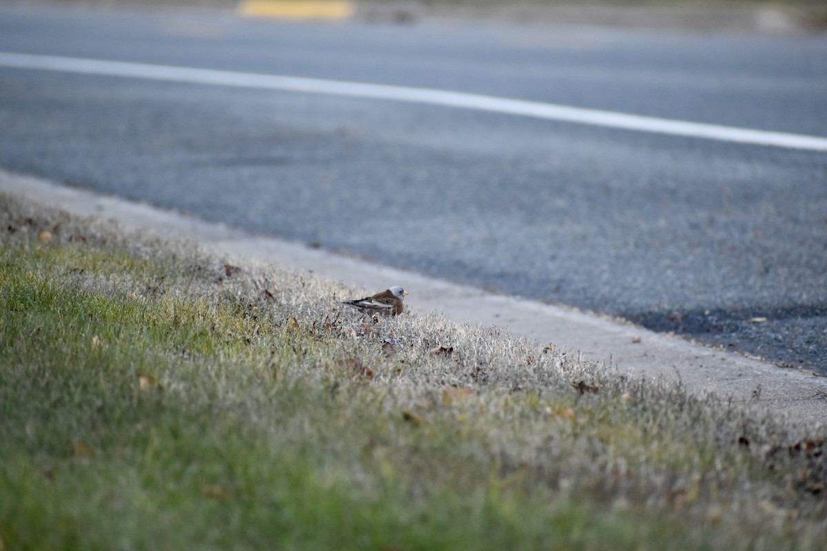 Gray-crowned Rosy-Finch - ML645410844