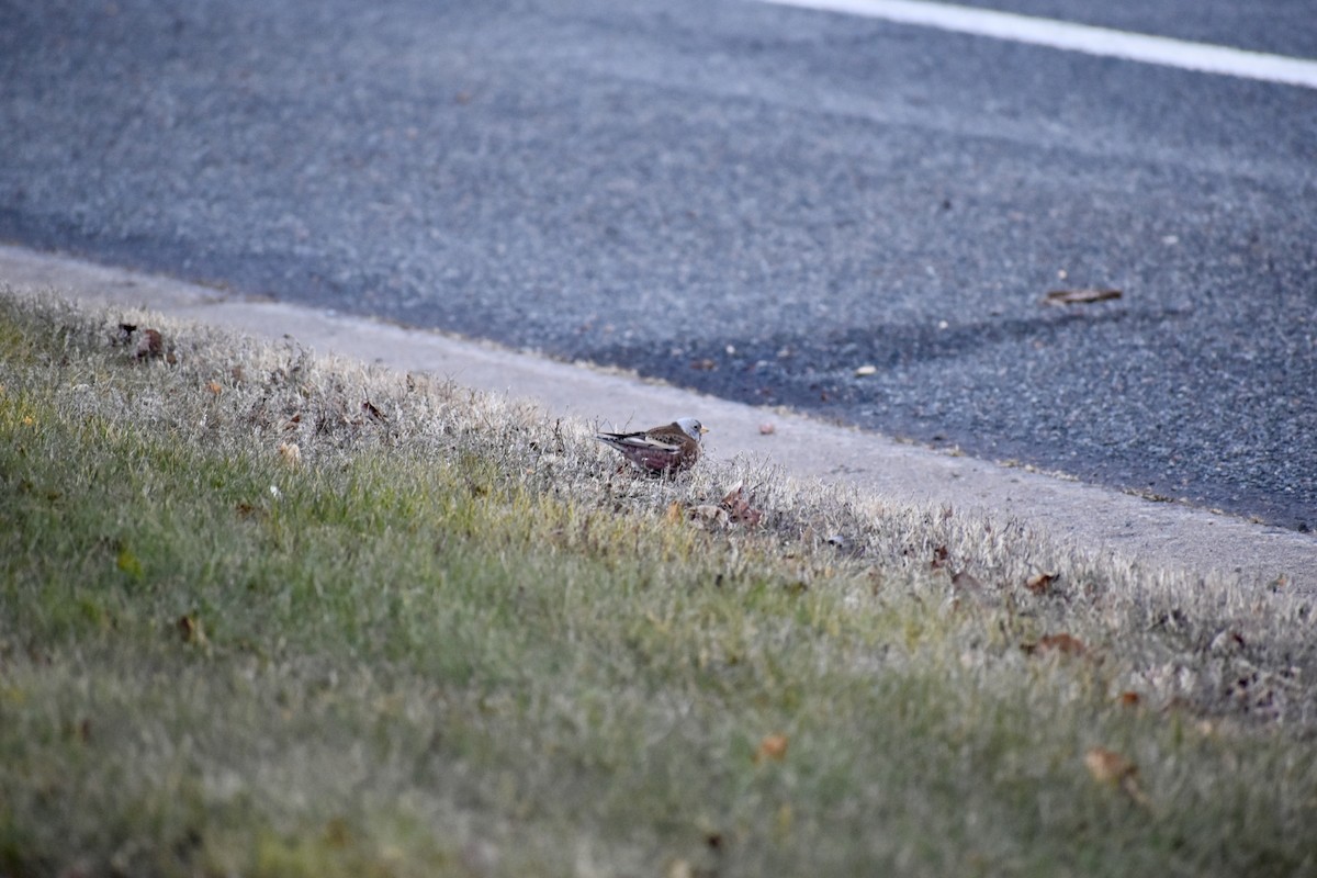 Gray-crowned Rosy-Finch - ML645410845