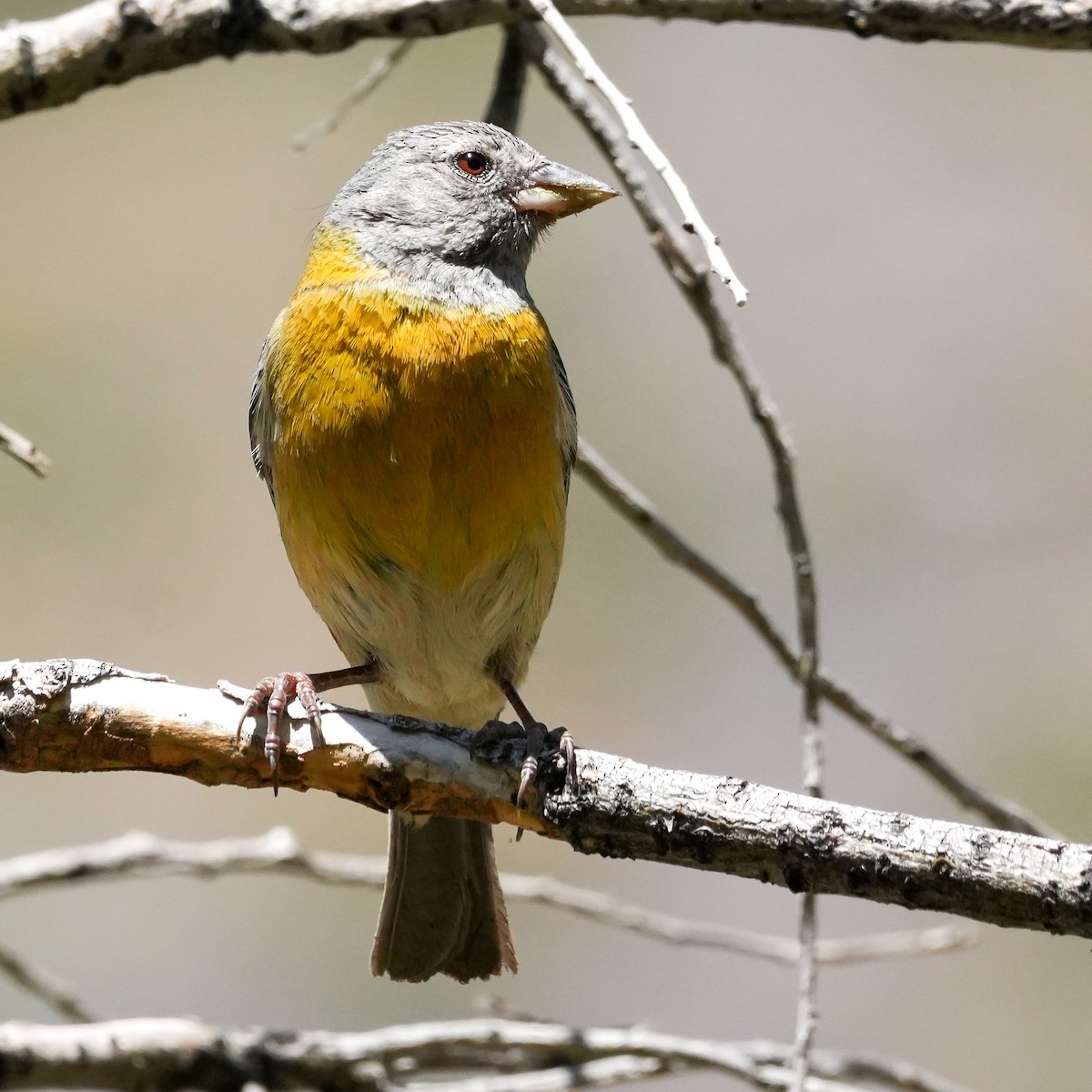 Gray-hooded Sierra Finch - ML645410853