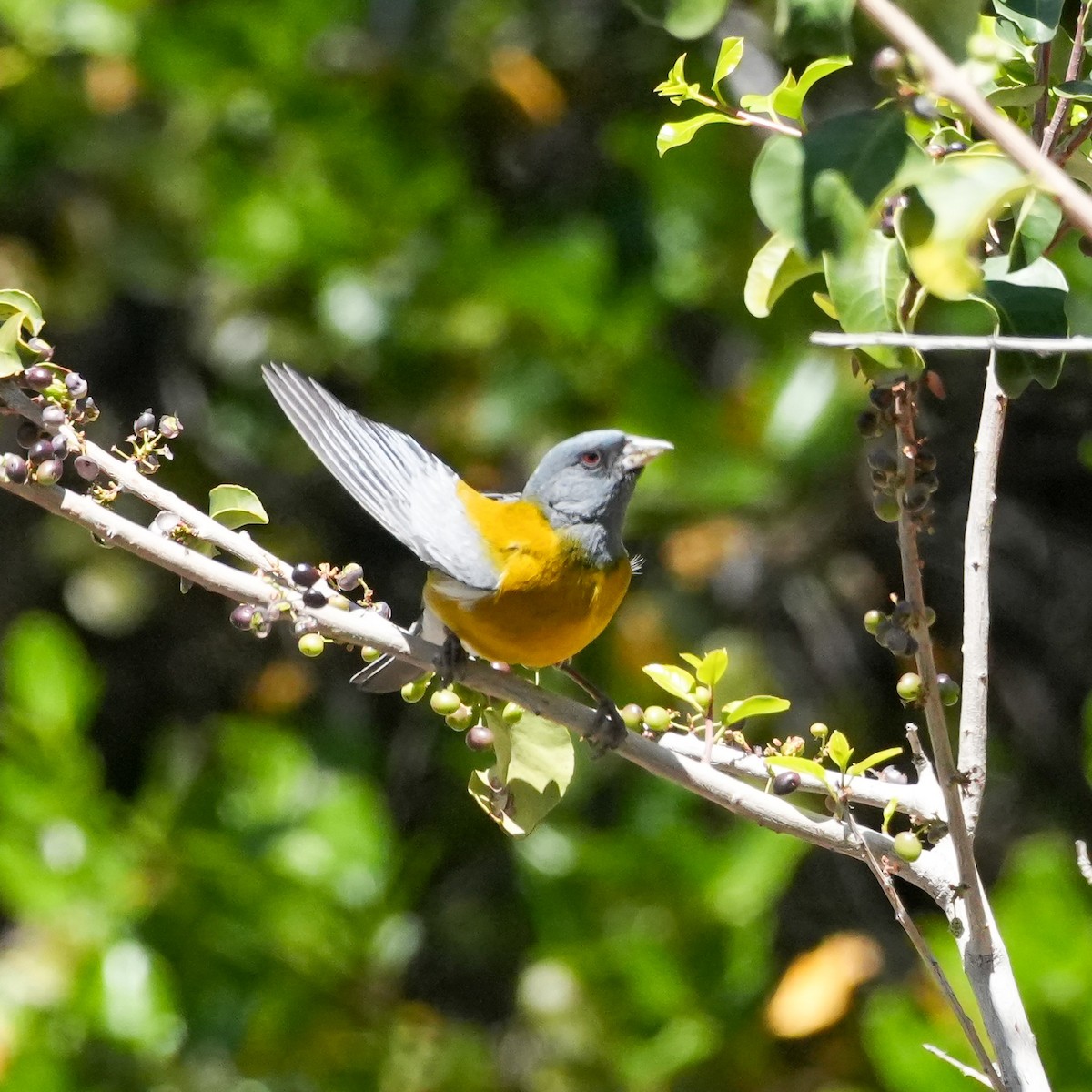 Gray-hooded Sierra Finch - ML645410854