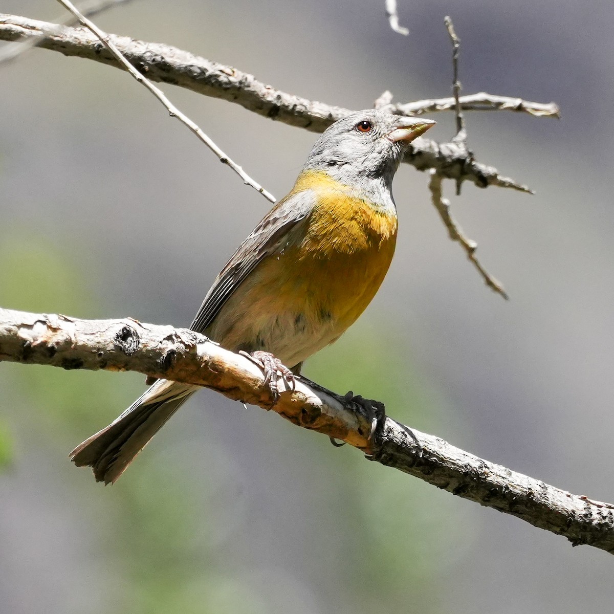 Gray-hooded Sierra Finch - ML645410855