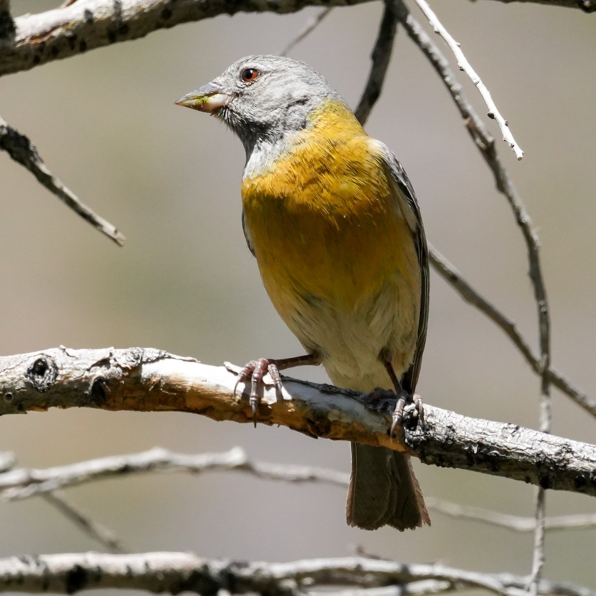 Gray-hooded Sierra Finch - ML645410856