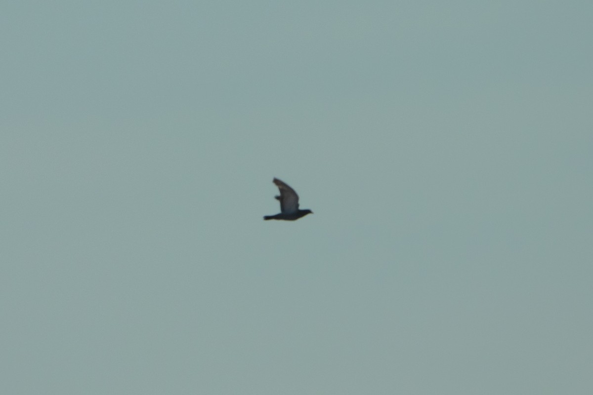 Haitz-usoa (etxekoa) - ML645410865