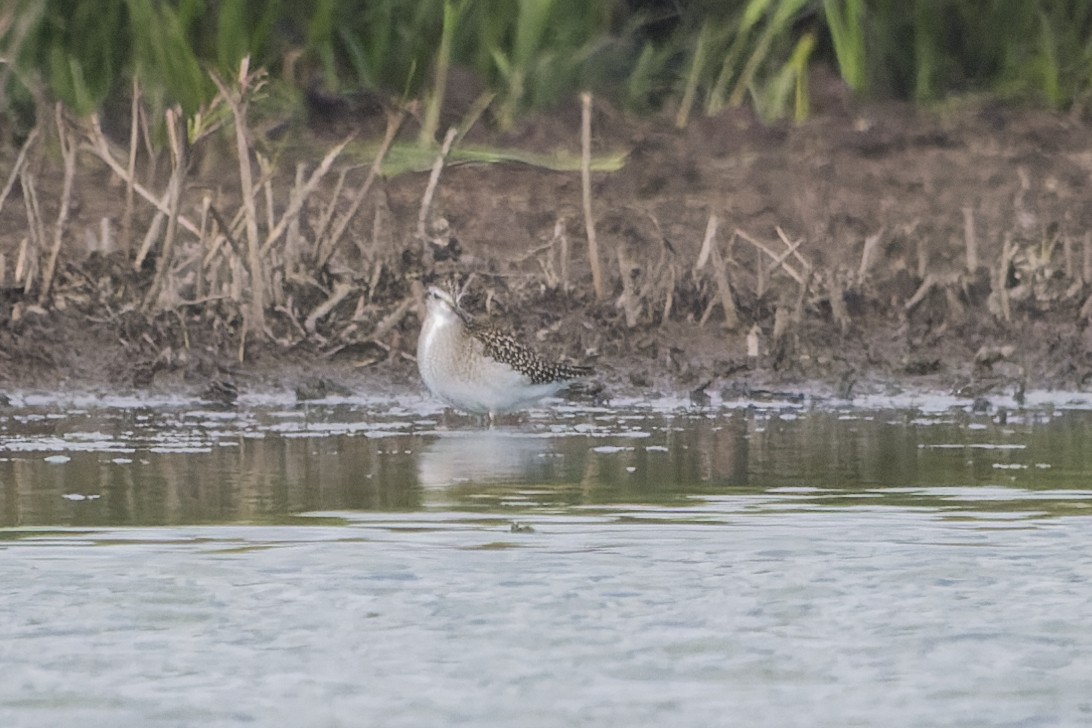 タカブシギ - ML645410869