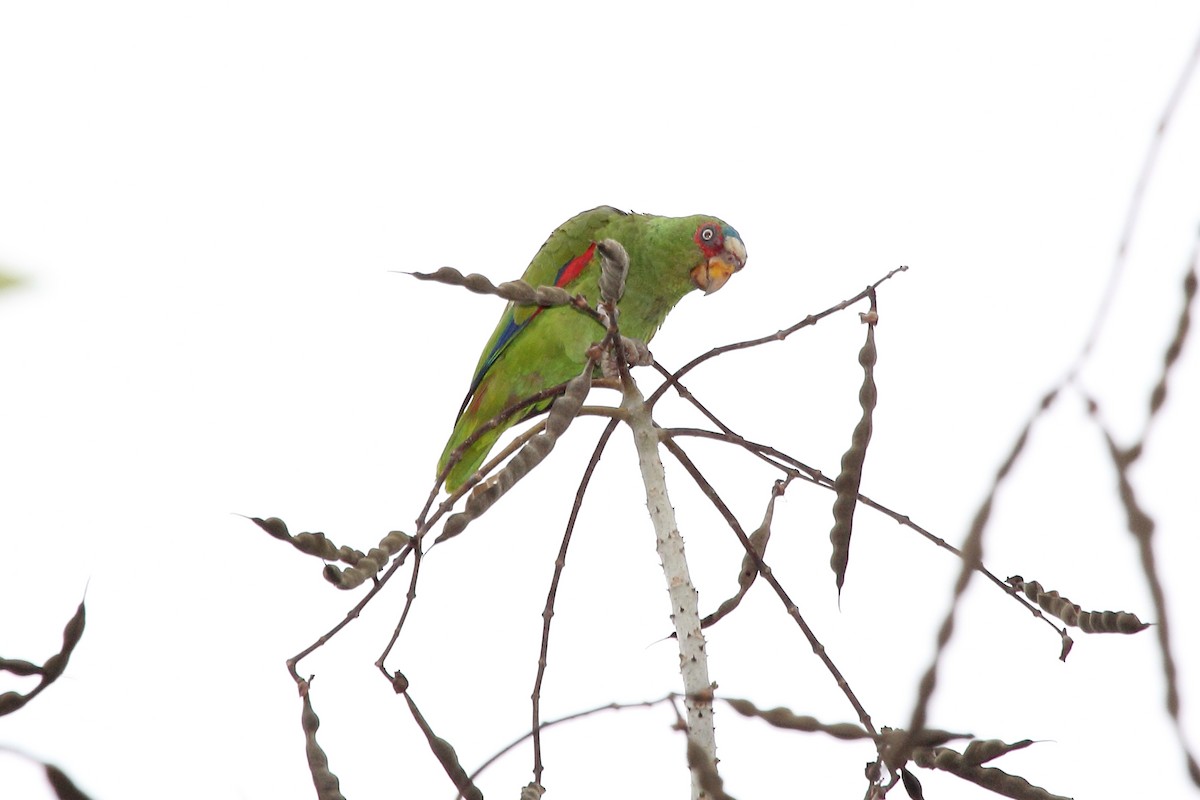 コボウシインコ - ML645410880