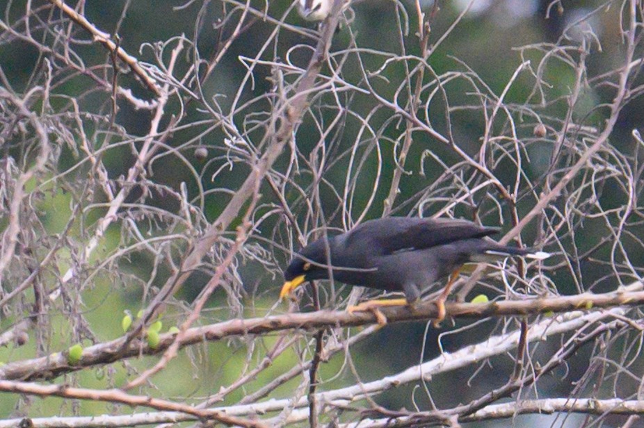 ジャワハッカ - ML645410882