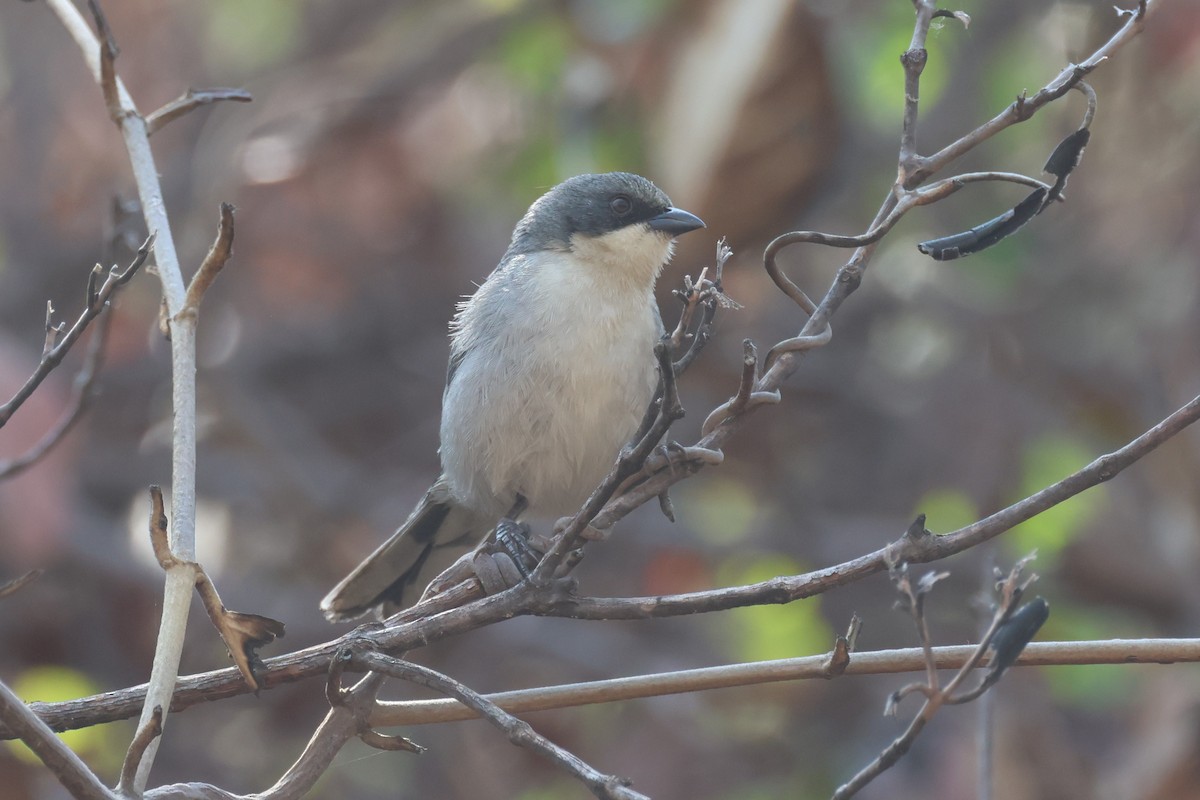 ハイイロシトド - ML645410883