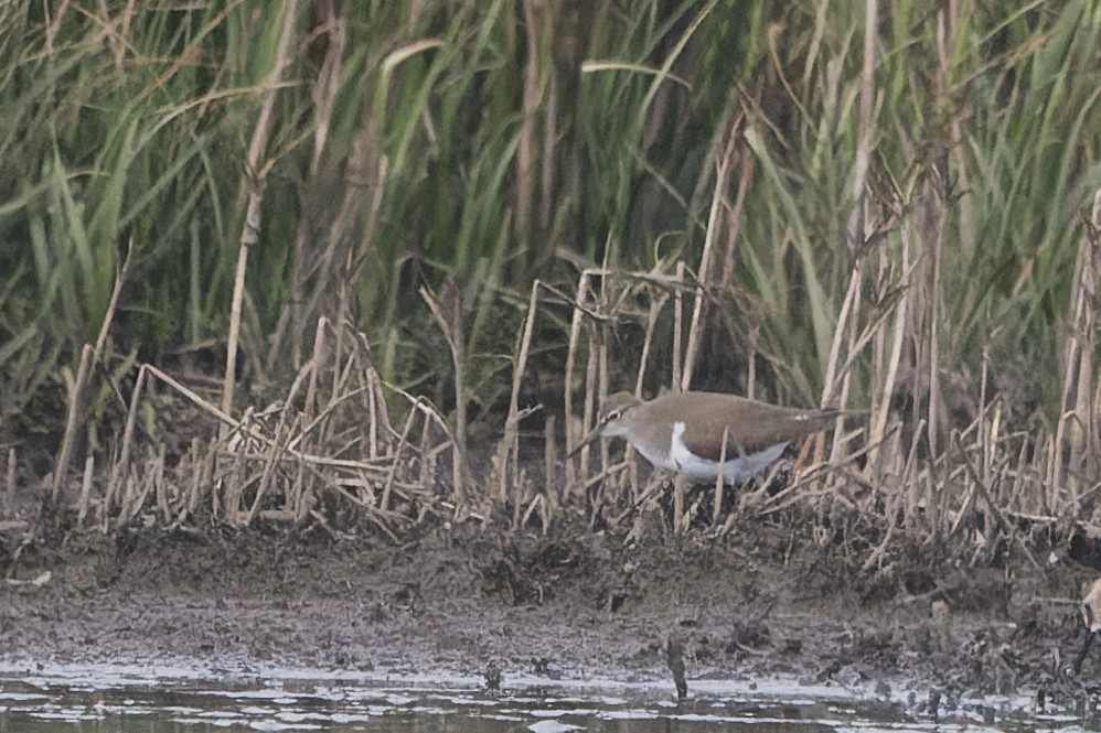 イソシギ - ML645410884