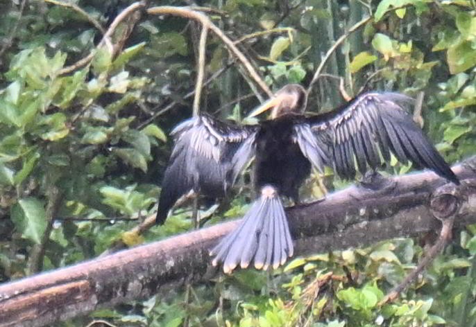 アメリカヘビウ - ML645410885