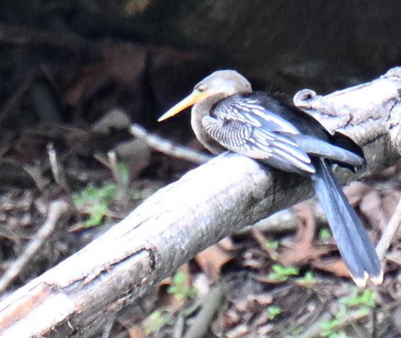 アメリカヘビウ - ML645410886