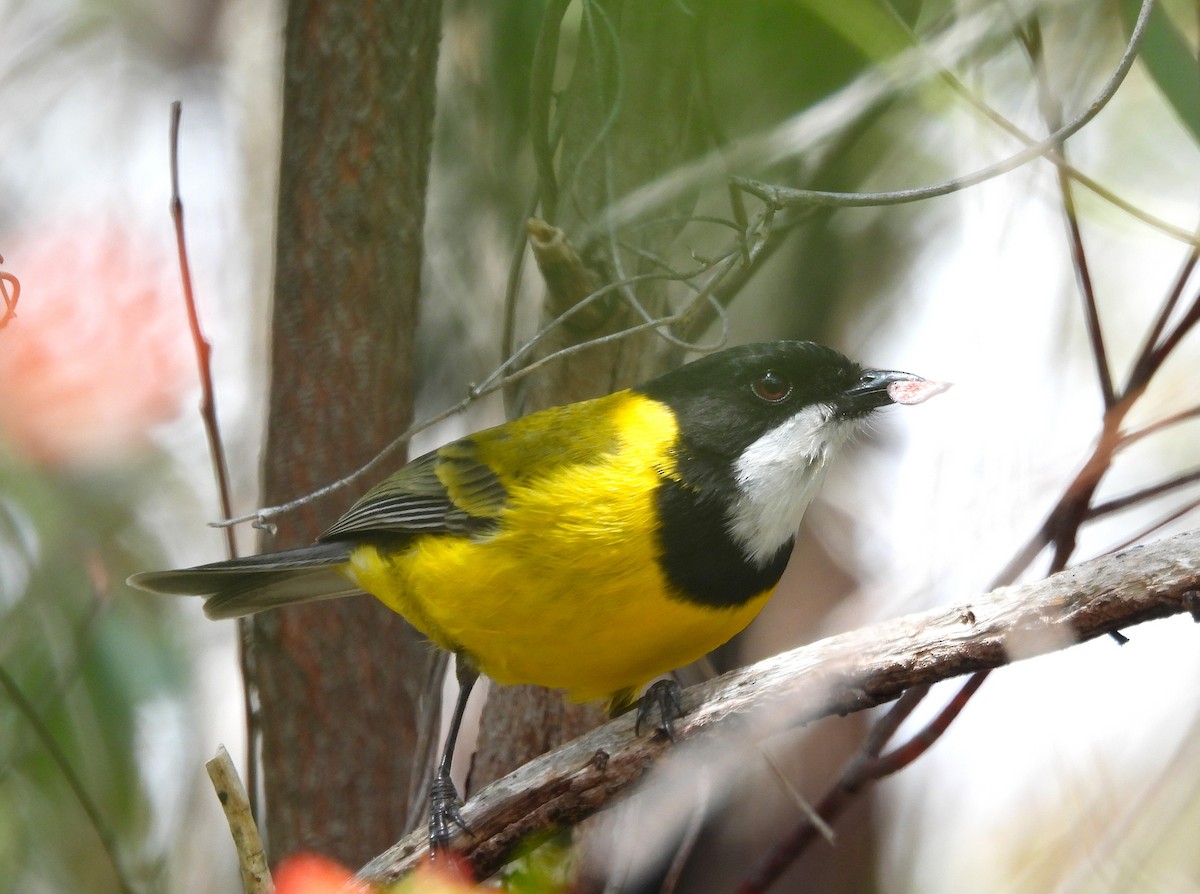 Golden Whistler - ML645410889