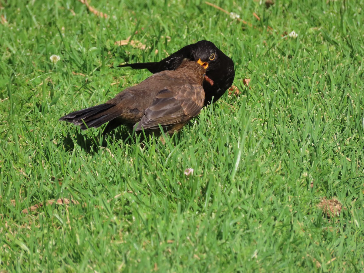 ニシクロウタドリ - ML645410890