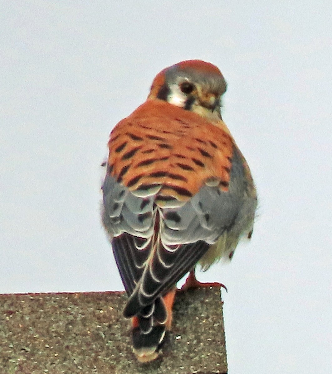 アメリカチョウゲンボウ - ML645410892