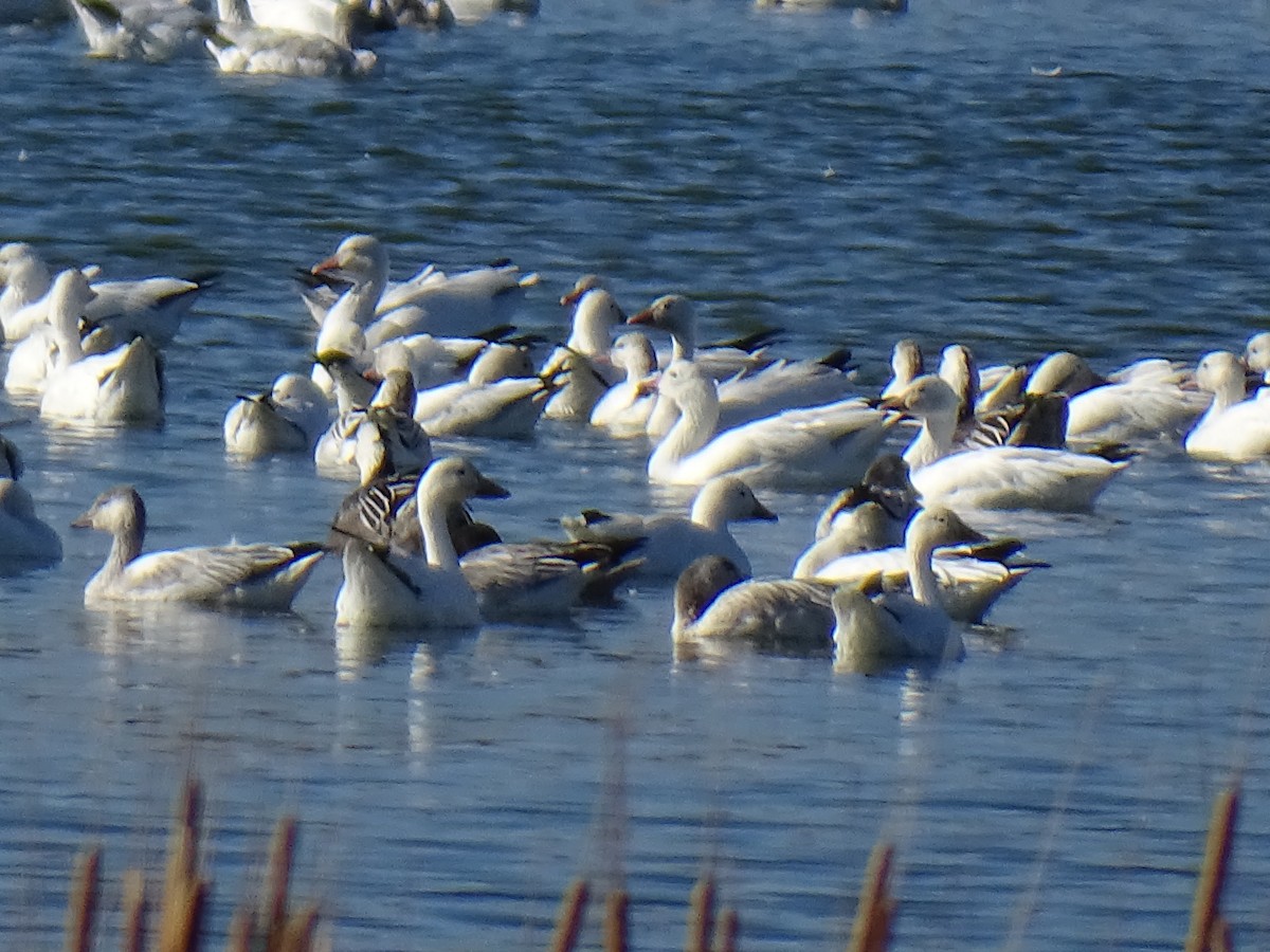 ハクガン - ML645410893