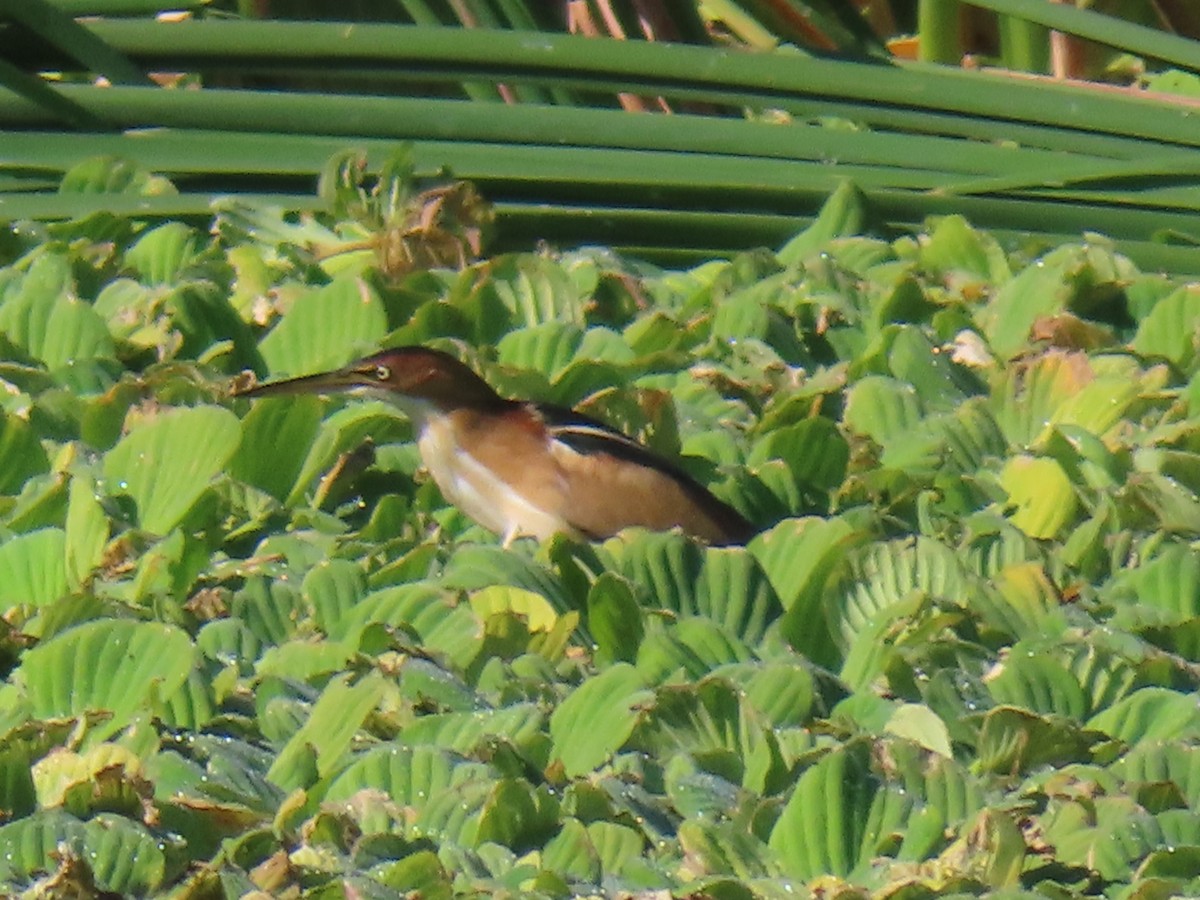 コヨシゴイ - ML645410897