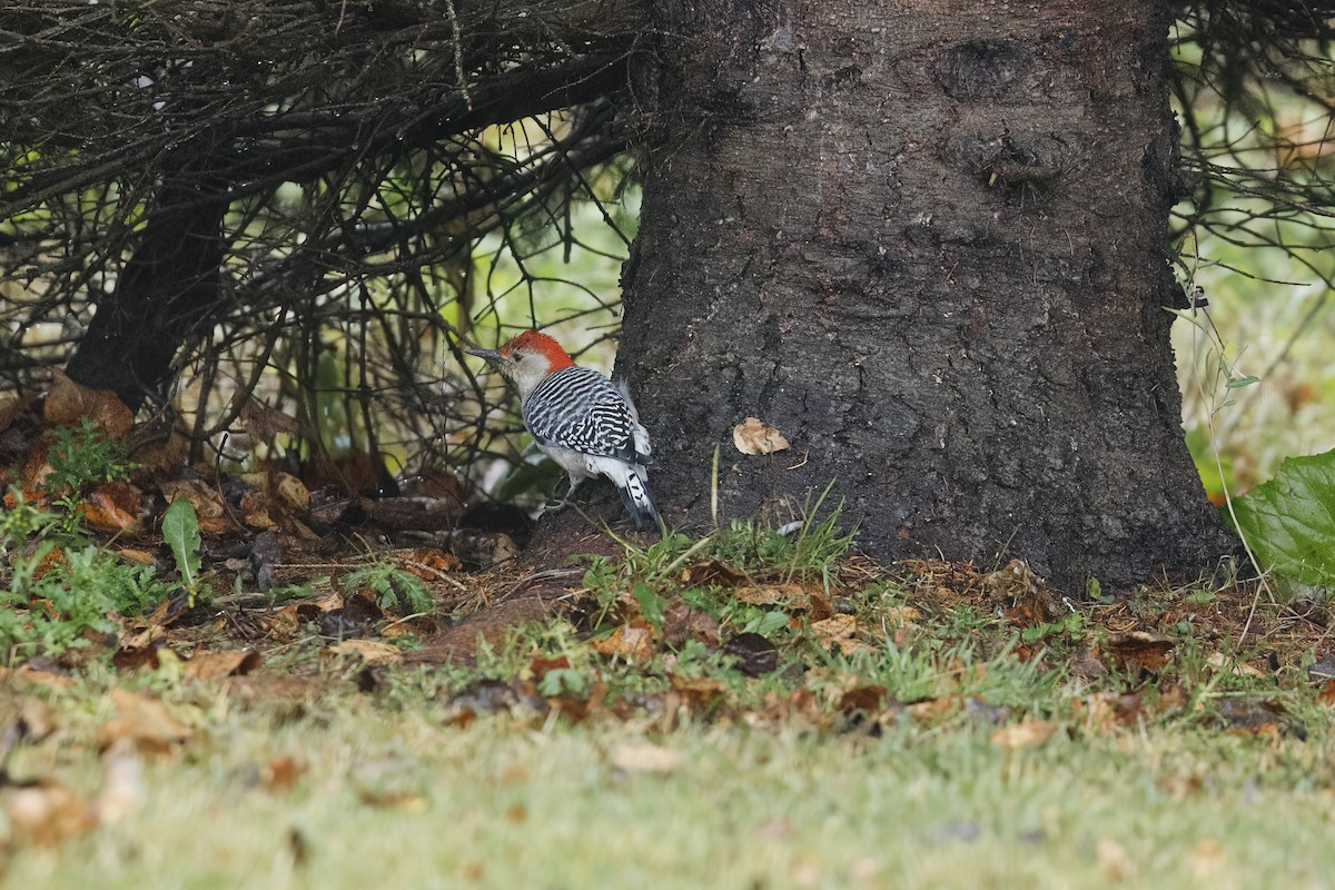Red-bellied Woodpecker - ML645410899
