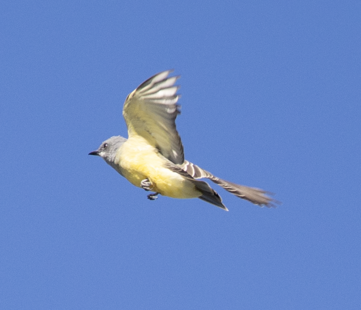 ハシボソタイランチョウ - ML645410903