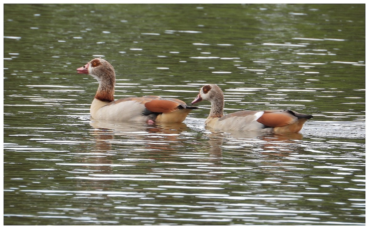 エジプトガン - ML645410906