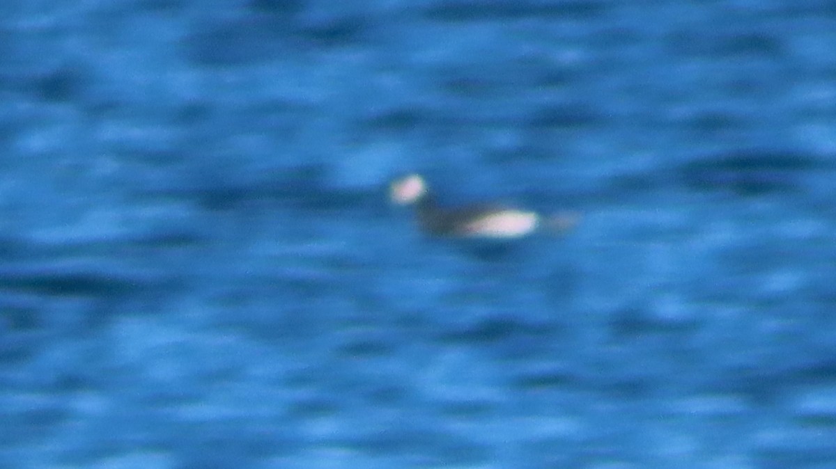 ミミカイツブリ - ML645410908