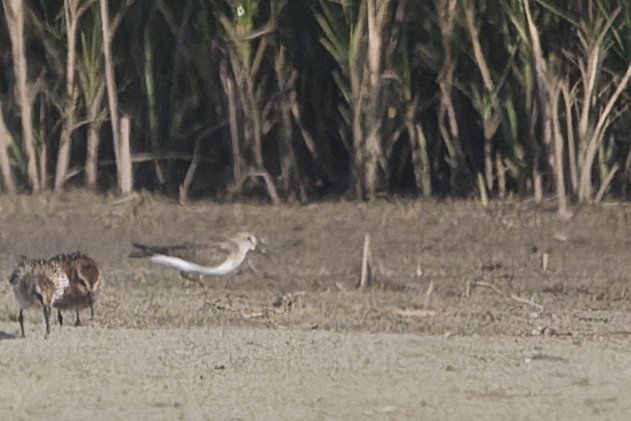 オジロトウネン - ML645410911