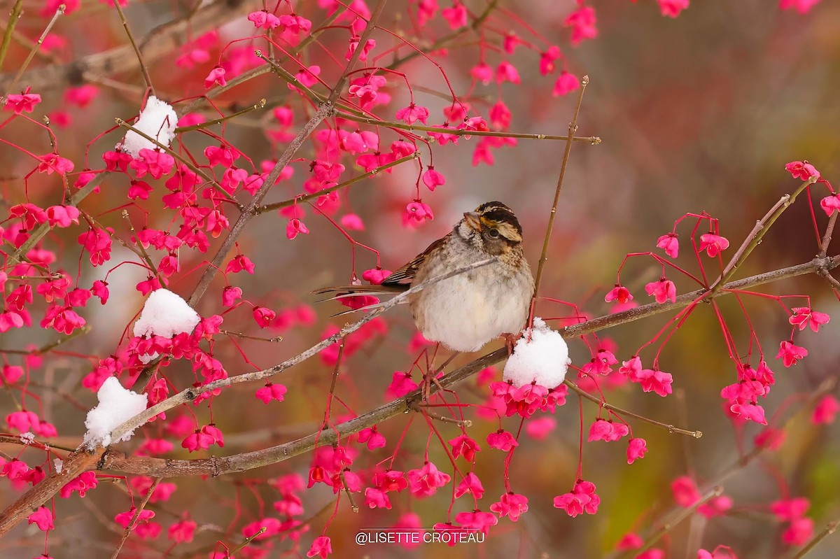 ノドジロシトド - ML645410912