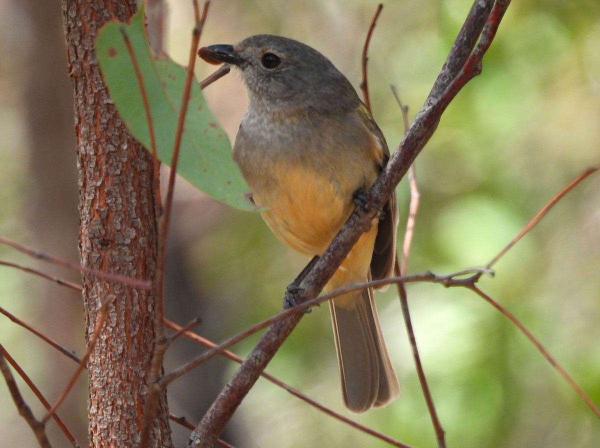Golden Whistler - ML645410913