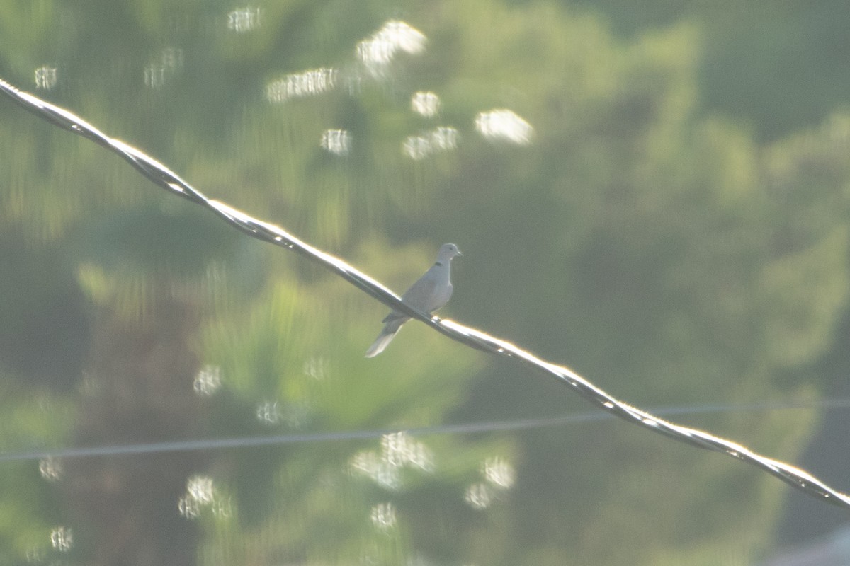 シラコバト - ML645410914