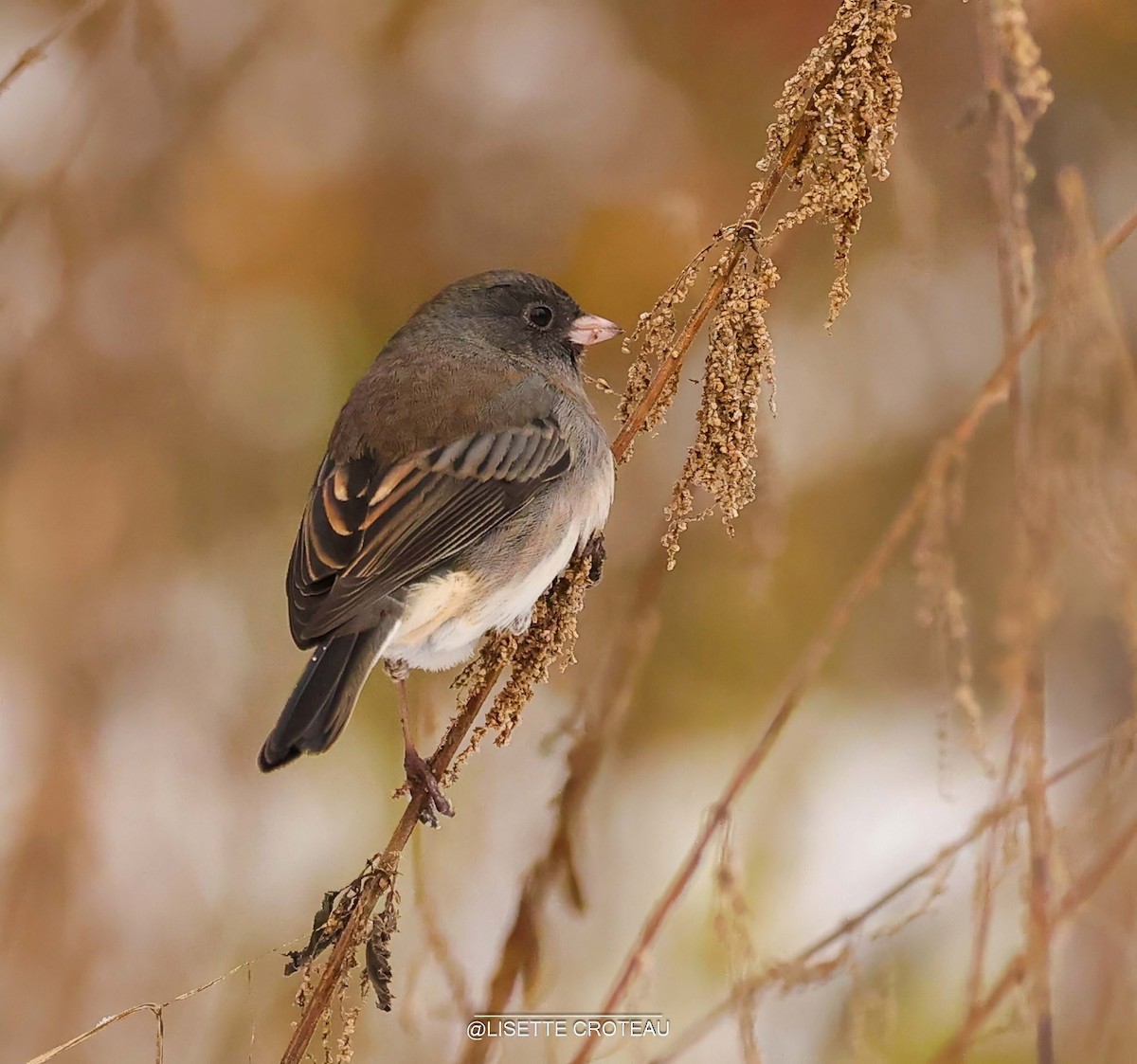 ユキヒメドリ - ML645410916