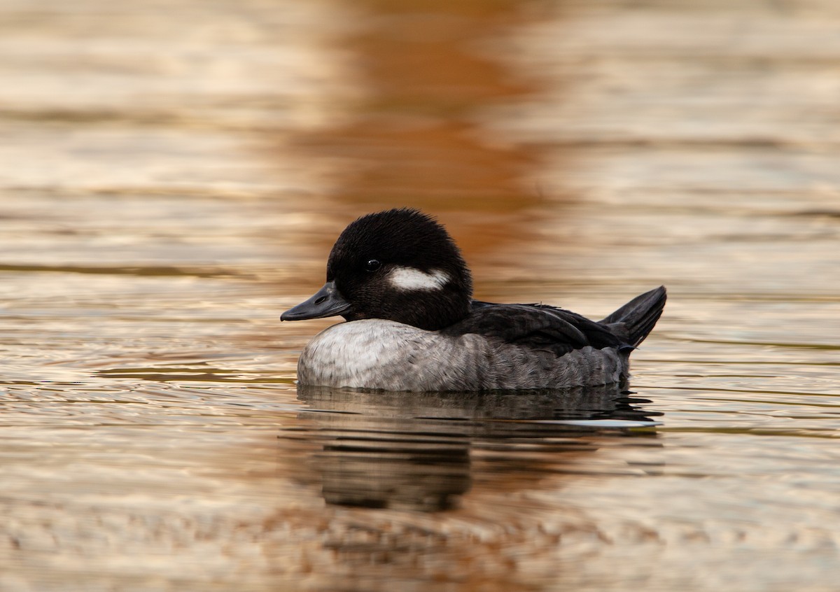 ヒメハジロ - ML645410917