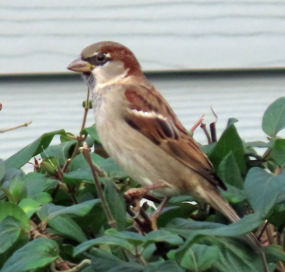 イエスズメ - ML645410920