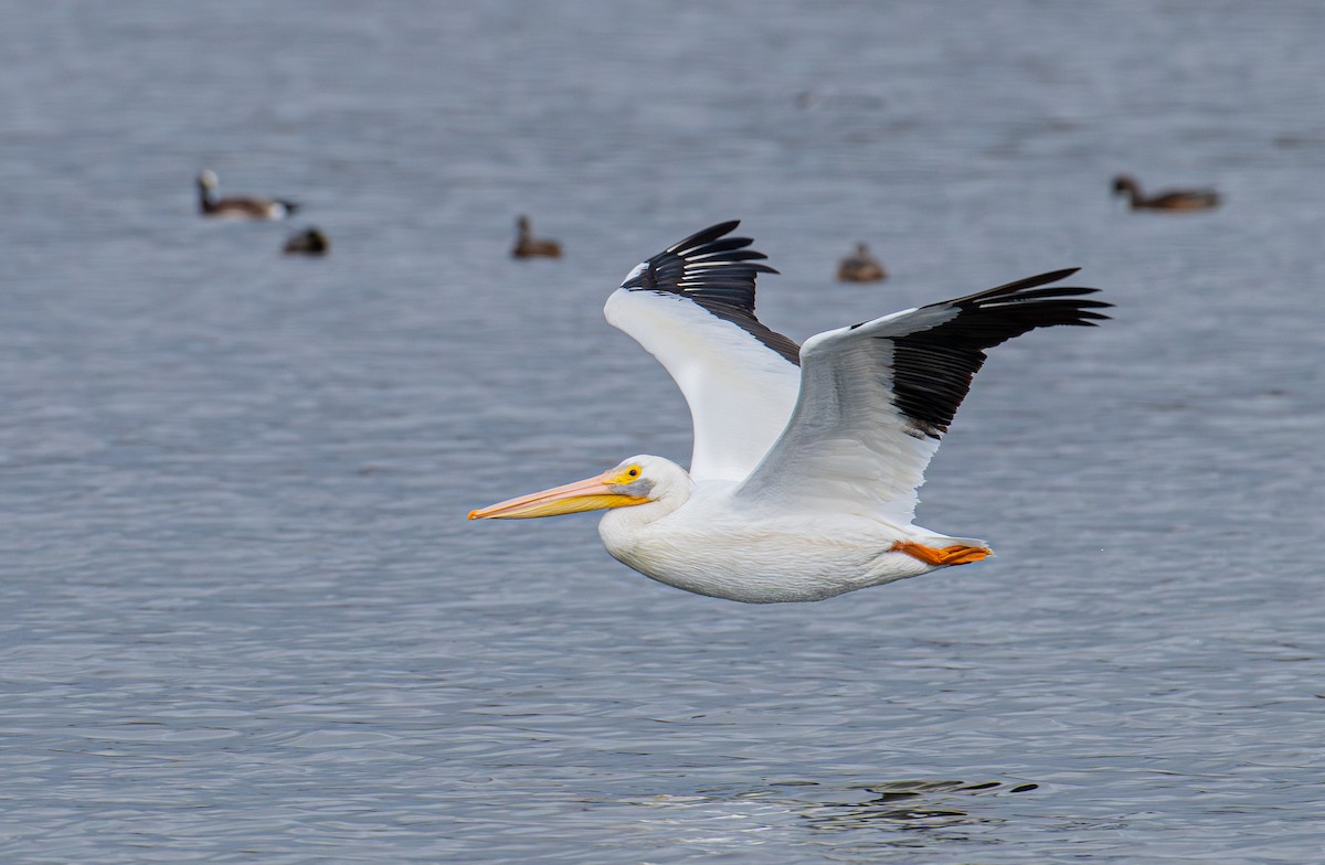 Amerika Pelikanı - ML645410923