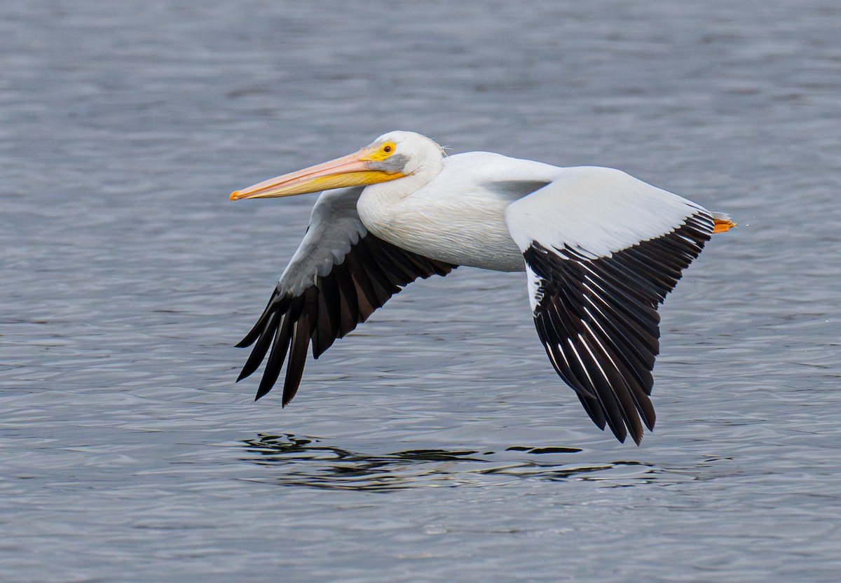 アメリカシロペリカン - ML645410924