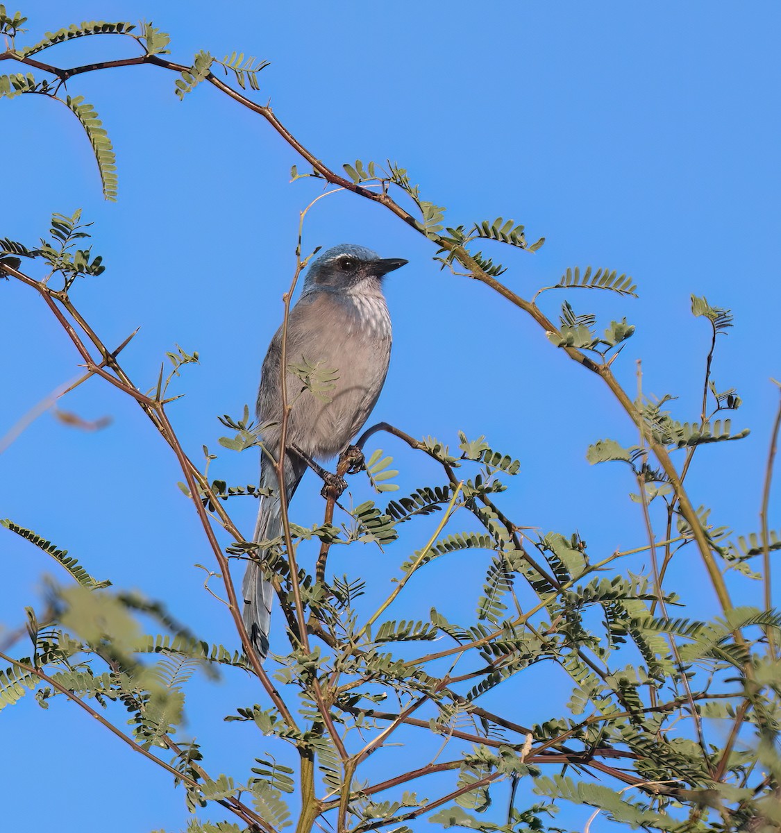 ウッドハウスカケス（woodhouseii グループ） - ML645410931