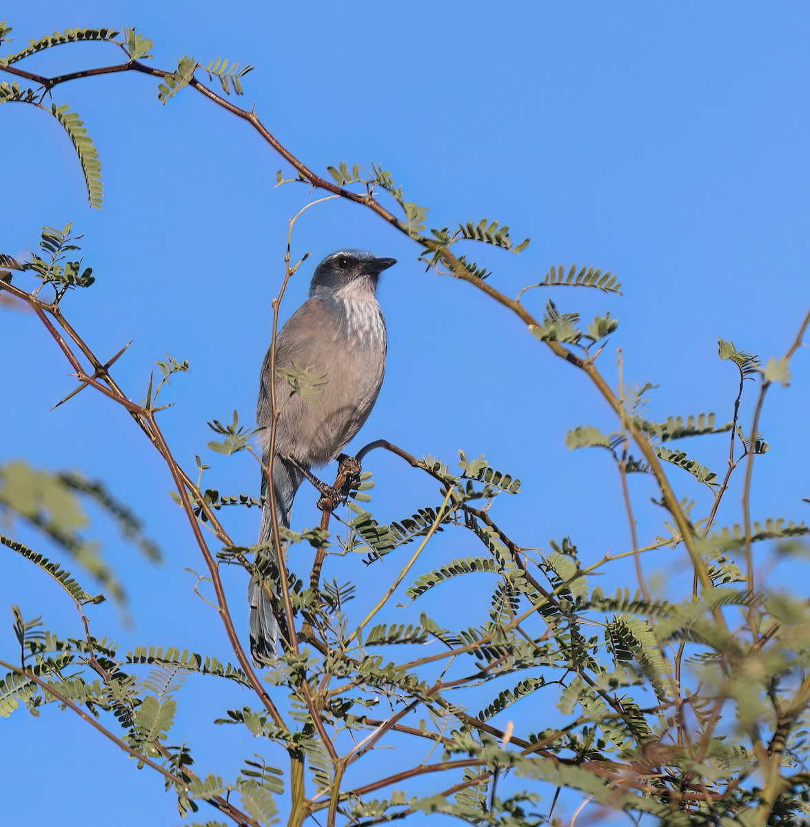 ウッドハウスカケス（woodhouseii グループ） - ML645410932