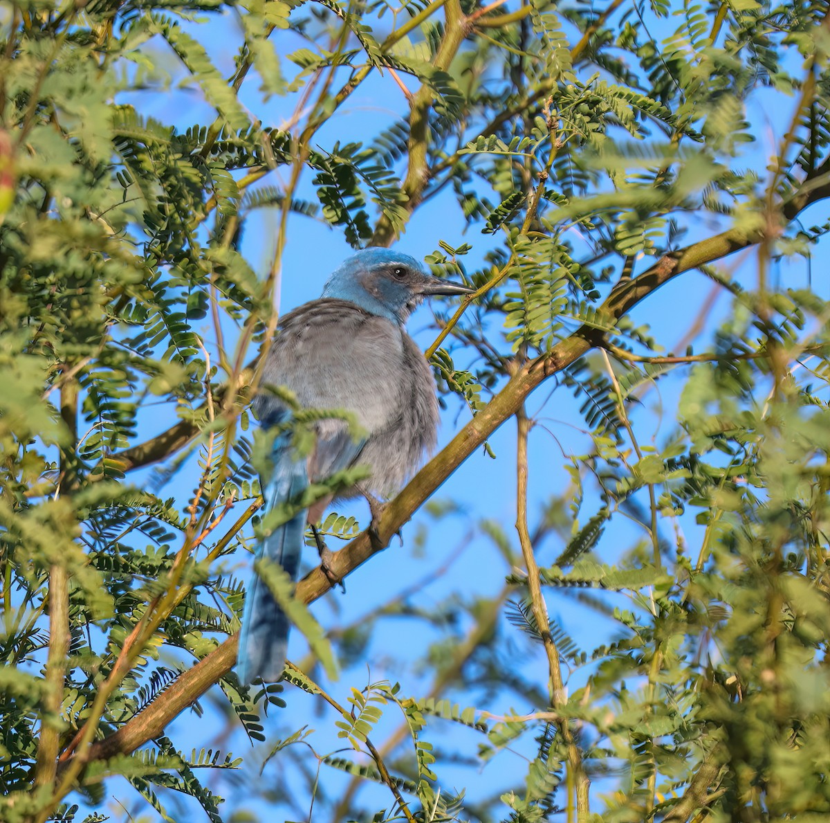 ウッドハウスカケス（woodhouseii グループ） - ML645410933