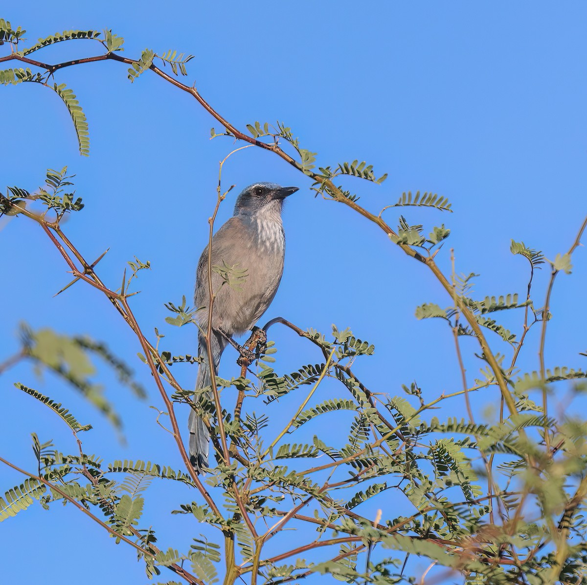 ウッドハウスカケス（woodhouseii グループ） - ML645410934