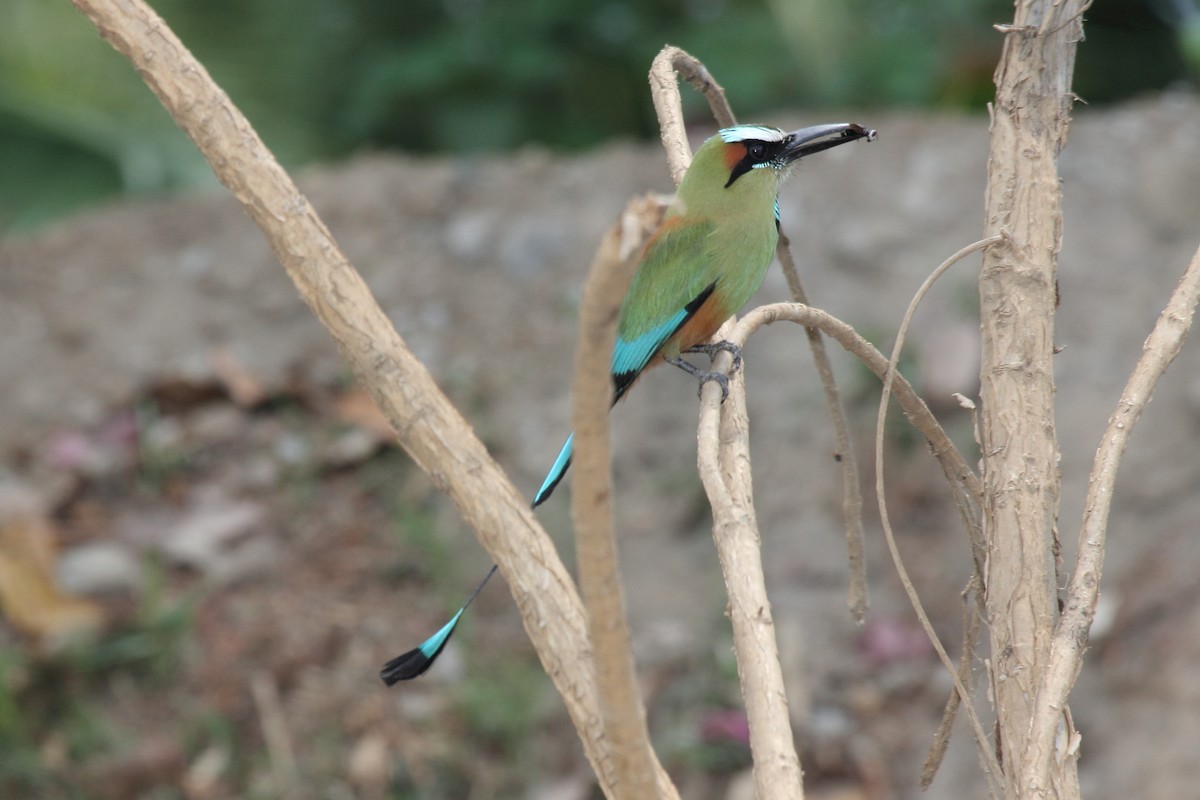 Момот рудочеревий - ML645410939