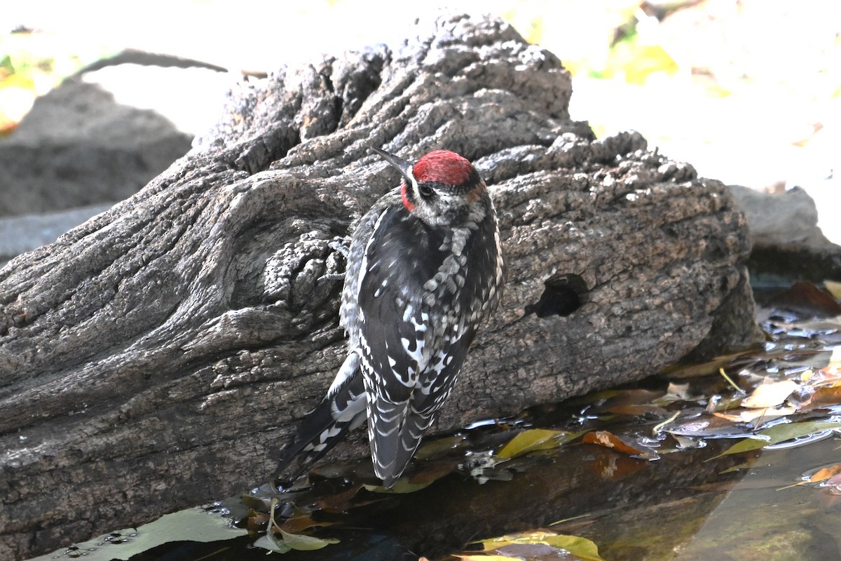 Red-naped Sapsucker - ML645410942
