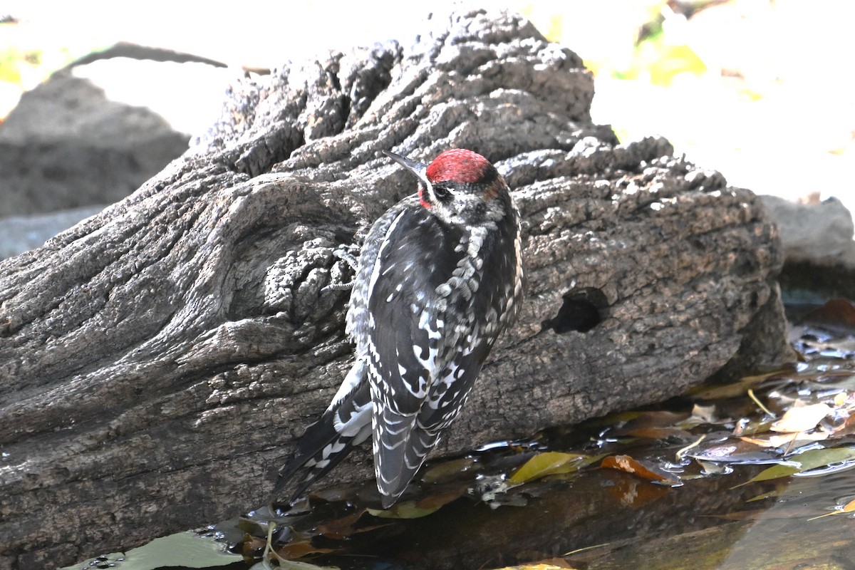 Red-naped Sapsucker - ML645410943