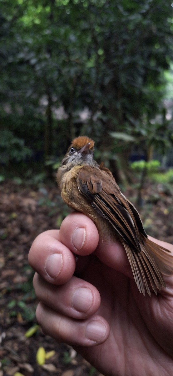 Ochre-crowned Greenlet - ML645410944