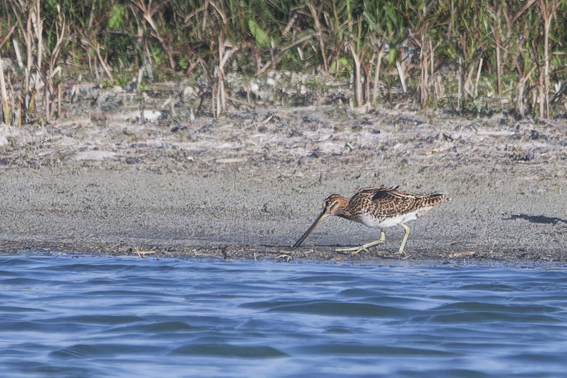 חרטומית ביצות - ML645410946