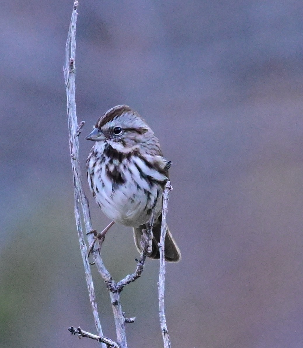 Song Sparrow - ML645410947