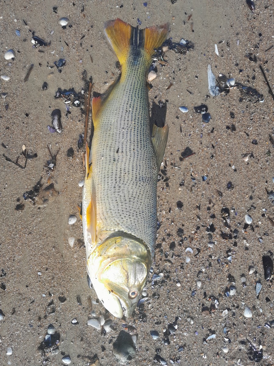 Golden Dorado - ML645410951