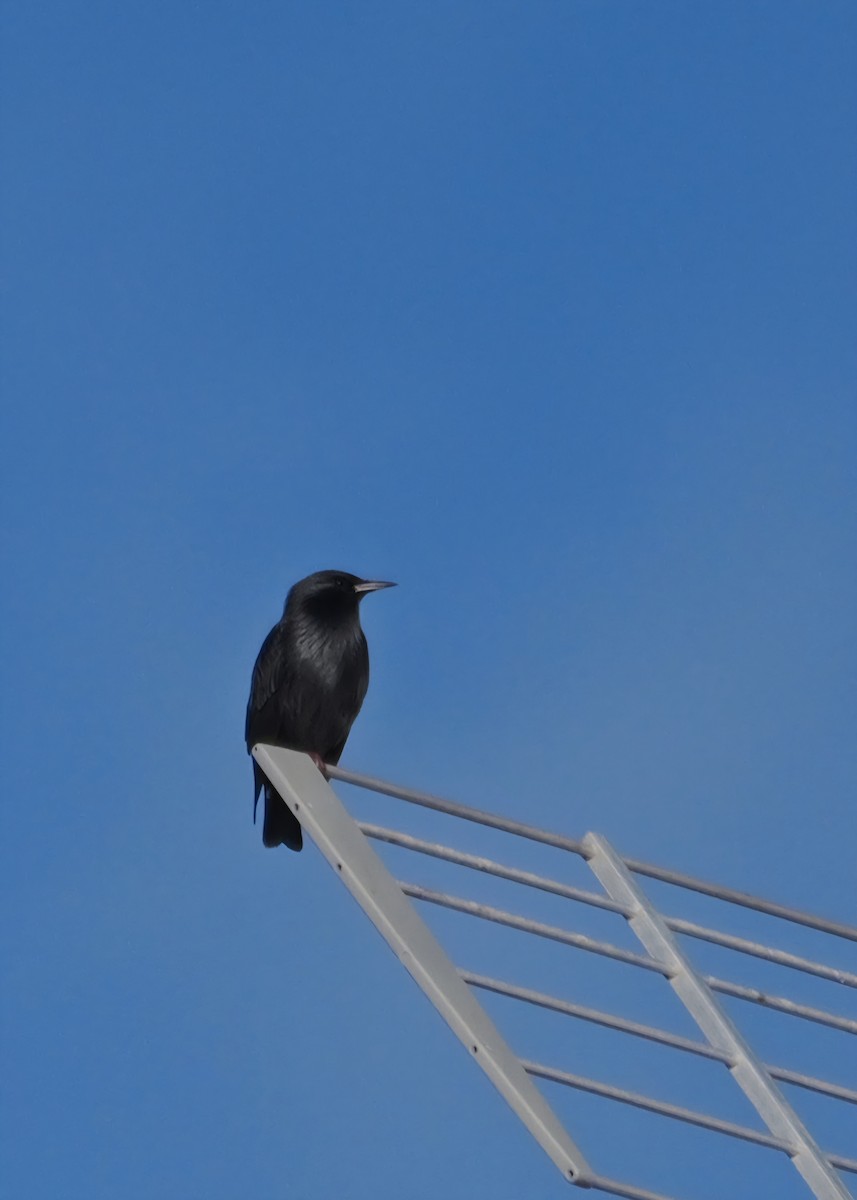 Arabazozo beltza - ML645410954