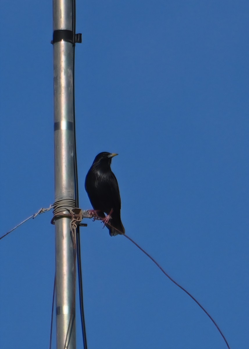 Arabazozo beltza - ML645410955